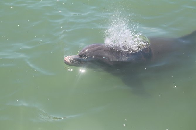Dolphin Tour on a Private Boat - Highlights of the Itinerary