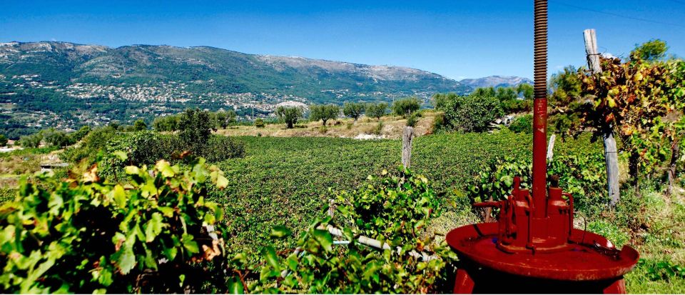 Full-Day Wine Tour in Bellet & Saint-Paul De Vence From Nice - Key Information