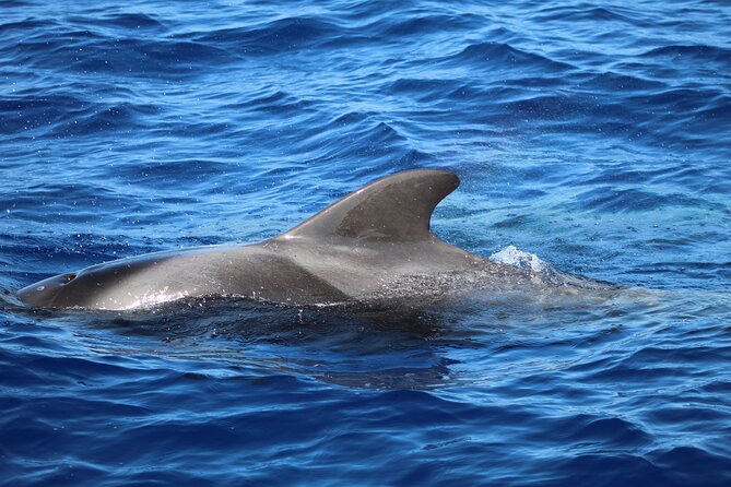 Madeira Dolphin & Whale Watching Tour - Tour Details