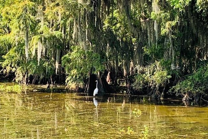 New Orleans Large Airboat Swamp Tour - Photography Opportunities
