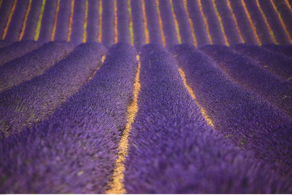 Ocean of Lavender in Valensole - Pickup and Drop-off Options