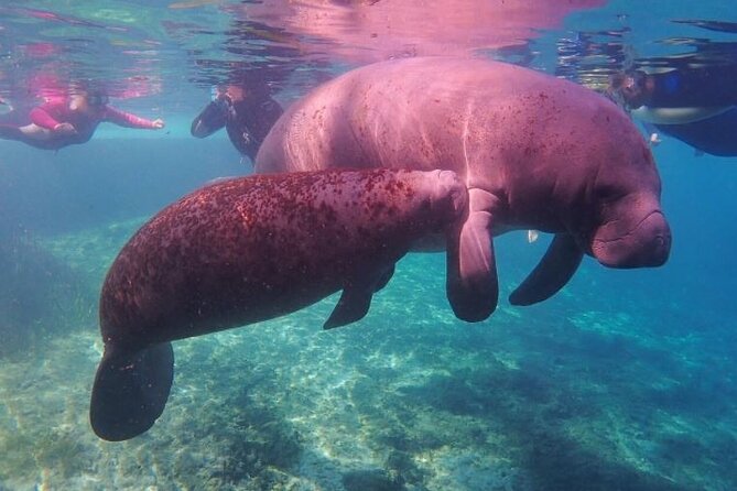 Private Manatee Tour for up to 10 - Physical Fitness Requirements