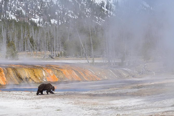 Private Yellowstone Wildlife Sightseeing Tour - Physical Requirements
