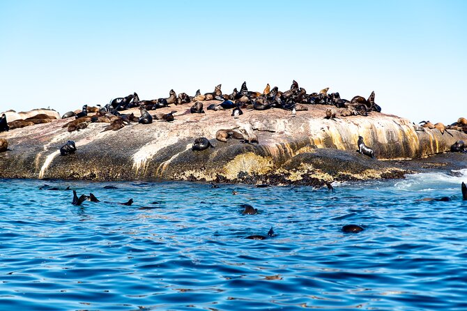 Seal Snorkeling Experience in Cape Town - Meeting and End Point