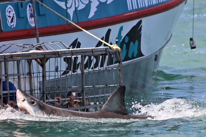 Shark Cage Diving and Viewing With Transport From Cape Town - Shark Sighting Guarantee