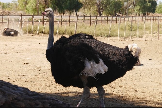 Skip the Line: Highgate Ostrich Farm Tour Ticket - Cancellation and Refund Policy