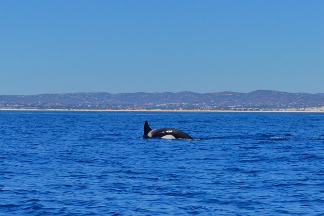 Small Group Dolphin and Wildlife Watching Tour in Faro - Potential Orcas and Sharks