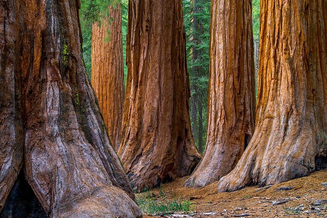Small Group Redwoods, California Coast & Sausalito Day Trip From San Francisco - Sausalito Boardwalk
