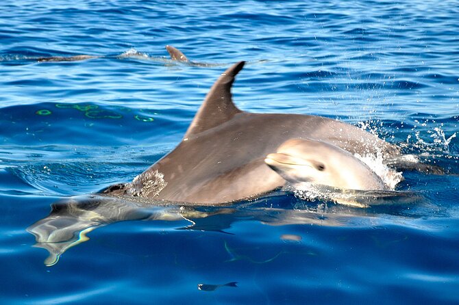 Tenerife 3-Hour Discover Whales and Dolphins - Hotel Pickup and Drop-off