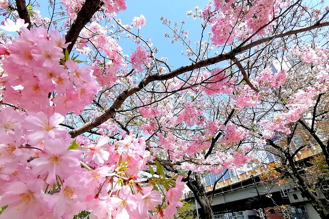 Tokyo Cherry Blossoms Blooming Spots E-Bike 3 Hour Tour - Additional Recommended Items