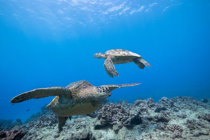 Turtle Canyon Waikiki Snorkel Adventure - Physical Fitness Requirements