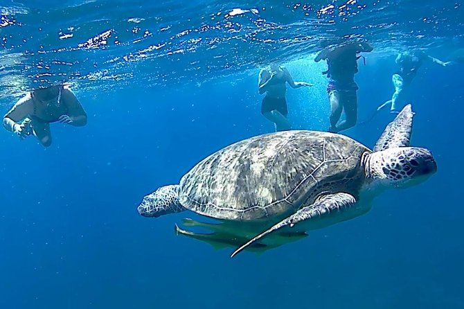 Turtles Bay, Swimming With Turtles Hurghada & Marsa ALAM - Pickup and Drop-off