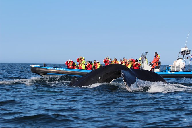 Whale Safari and Puffins RIB Boat Tour From Húsavík - Comfortable and Warm Attire
