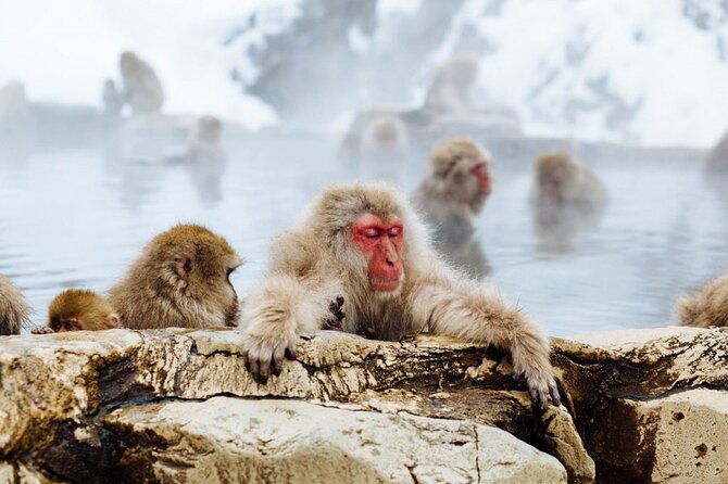 1-Day Snow Monkeys, Zenko-ji Temple & Sake in Nagano - Sake Tasting Information