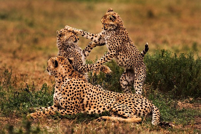 4 Days Tarangire, Serengeti & Ngorongoro Crater Joining Group Safari Tour - Day 1: Tarangire National Park