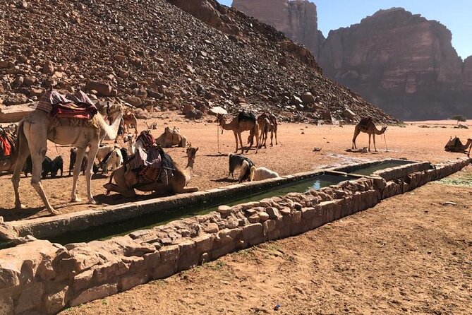 4 Hour Jeep Tour (Morning or Sunset) - Wadi Rum Desert Highlights - Cancellation Policy