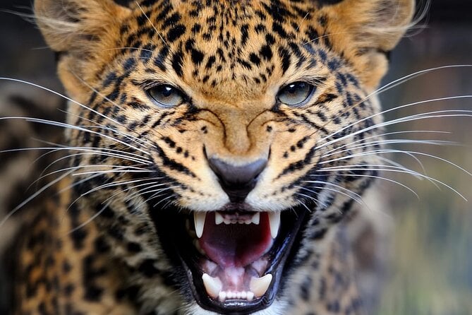 Big Five Luxury Safari in Tanzania - Wildlife Sightings