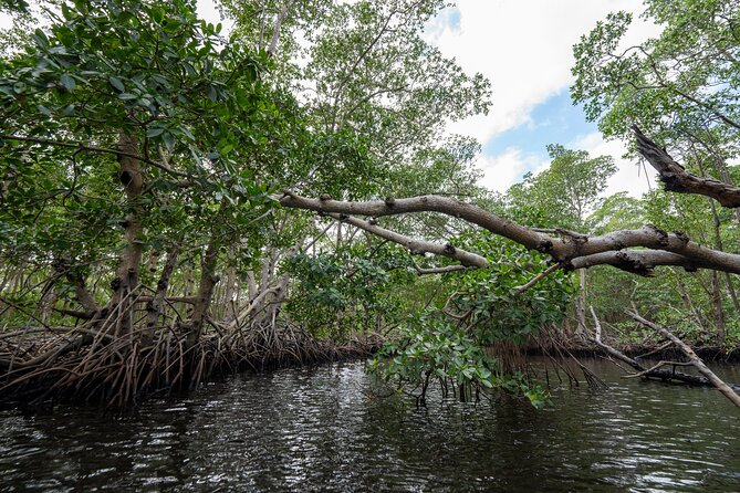 Clear Kayak Tour in North Miami Beach - Mangrove Tunnels - Weather Cancellation Policy