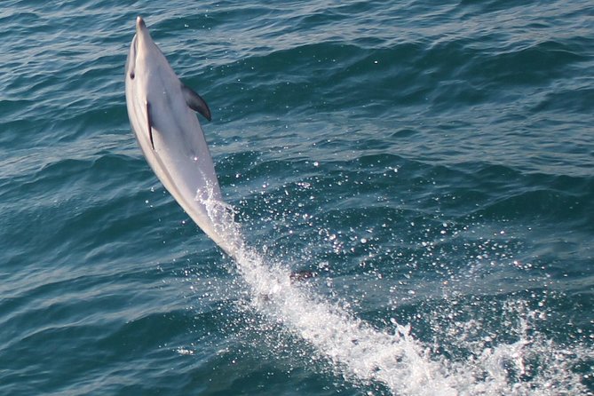 Dolphin Watching in Gibraltar With the Blue Boat Dolphin Safari - Booking and Confirmation Details