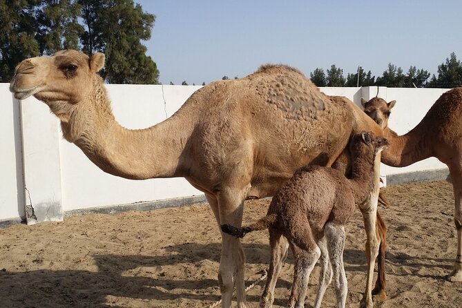 Half Day Desert Tour - Formula One Circuit and Camel Farm