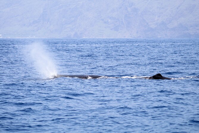 Madeira Dolphin & Whale Watching Tour - Inclusions