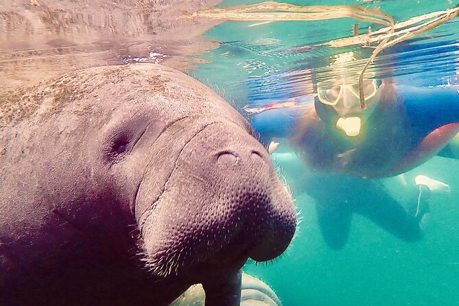 Manatee Snorkel Tour From American Pro Diving Center - Tour Duration and Schedule
