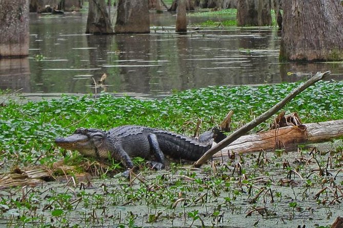 New Orleans City and Swamp Full-Day Tour - Cancellation and Refund Policy