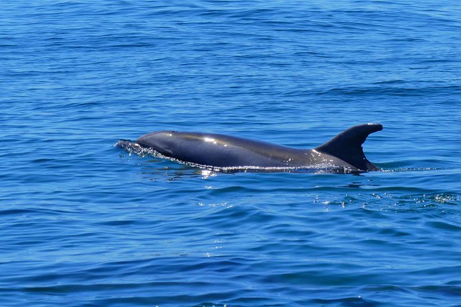 Small Group Dolphin and Wildlife Watching Tour in Faro - Onboard Marine Biologists