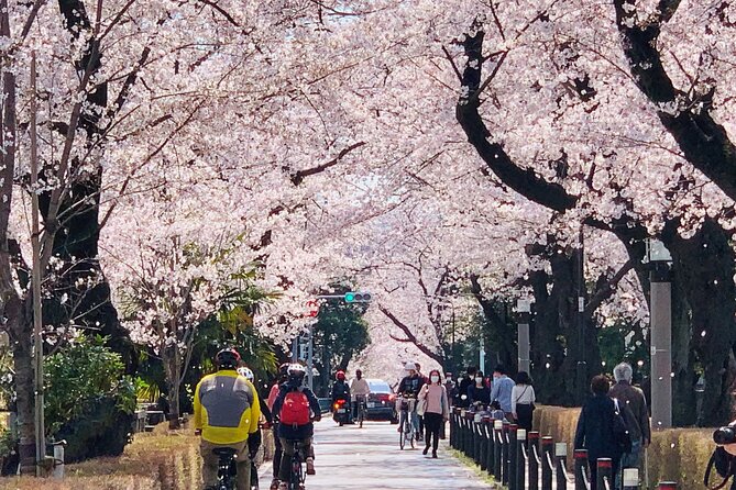 Tokyo Cherry Blossoms Blooming Spots E-Bike 3 Hour Tour - Tour Duration and Itinerary