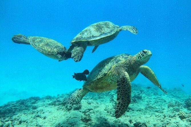 Turtle Canyon Waikiki Snorkel Adventure - Group Size and Capacity