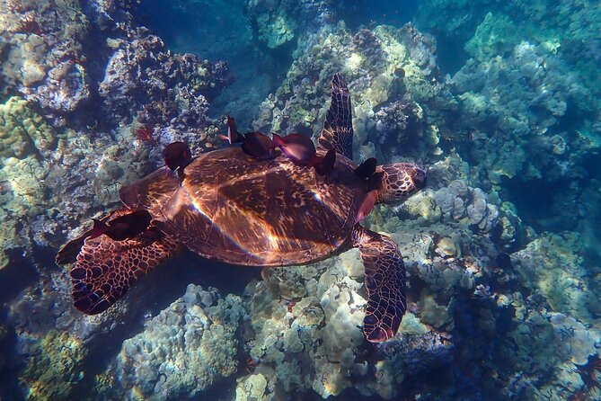 Turtle Town Clear Kayak & Snorkel Tour (7am-10am) - Cancellation Policy