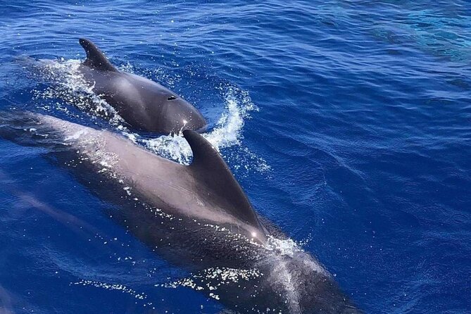 Whale and Dolphin Watching Yacht Trip in Puerto Colon - Reviews and Ratings