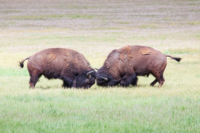 Yellowstone Wildlife Safari From Bozeman - Private Tour - Confirmation and Availability