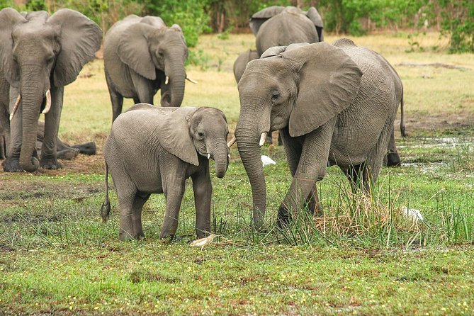 4 Days Tarangire, Serengeti & Ngorongoro Crater Joining Group Safari Tour - Day 2: Serengeti National Park