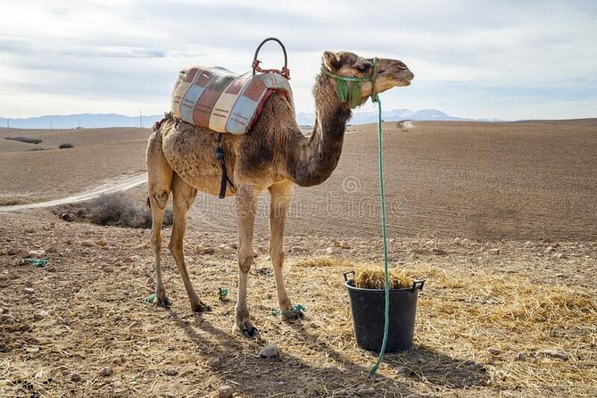 Agafay Desert - Quad Camel and Dinner Show - Highlights of the Desert