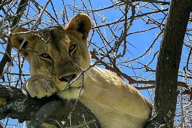 Big Five Luxury Safari in Tanzania - Transportation