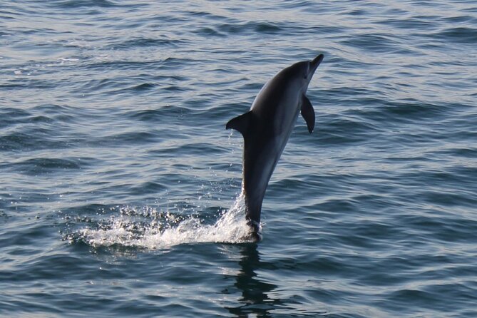 Dolphin Watching in Gibraltar With the Blue Boat Dolphin Safari - Traveler Reviews and Ratings