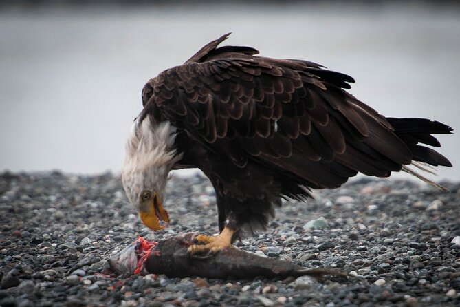 Eagle Preserve Float Trip in Haines - Dietary Accommodations