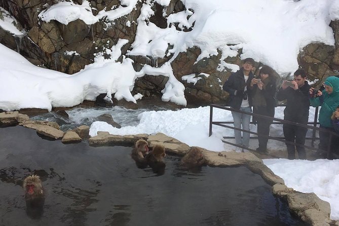 Explore Jigokudani Snow Monkey Park With a Knowledgeable Local Guide - Group Size and Booking Limits