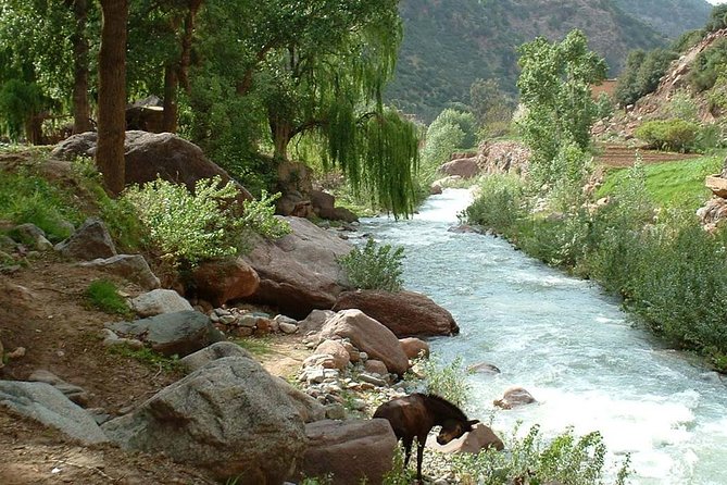 Explore the Best of Ourika Valley: Waterfall and Camel Ride. - Ratings and Reviews Breakdown