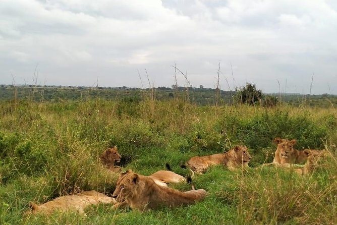 Half-Day Nairobi National Park Safari From Nairobi With Free Pickup - Experienced Guide