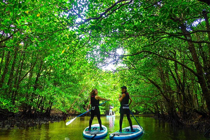 Iriomote Sup/Canoeing in a World Heritage Site & Limestone Cave Exploration - Paddling Through the World Heritage Site