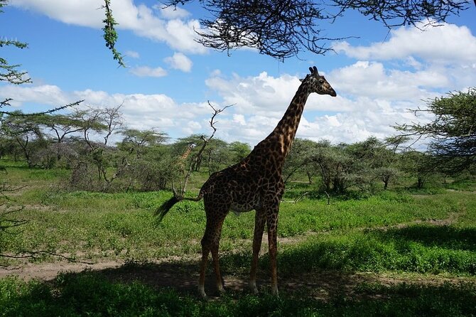 Multi-Day Tanzania Odssey Safari From Arusha - Physical Fitness Requirements