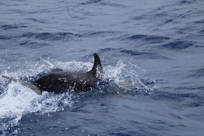 Private Dolphin and Whale Watching Tour in Madeira - Opportunity to Swim and Snorkel