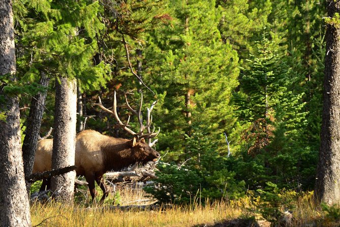 Private Yellowstone Wildlife Sightseeing Tour - Pricing and Availability