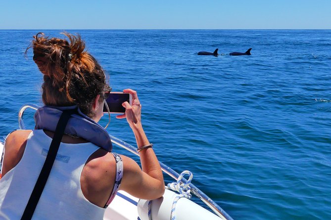 Small Group Dolphin and Wildlife Watching Tour in Faro - Inclusions and Meeting Point