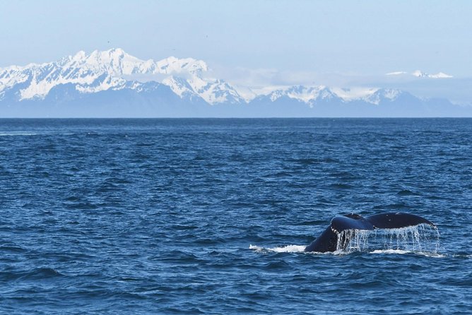 Spring Wildlife Cruise - Whale Watching Cruise