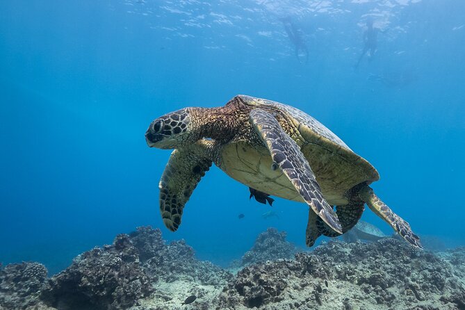 Turtle Canyon Waikiki Snorkel Adventure - Pricing and Guarantee