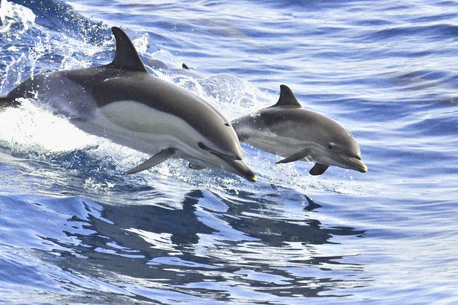 Whales & Dolphins Watching in Exclusive Sailboat - Booking Confirmation