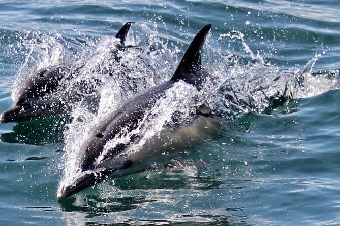 Dolphin Watching in Gibraltar With the Blue Boat Dolphin Safari - Highlights of the Dolphin Watching Experience